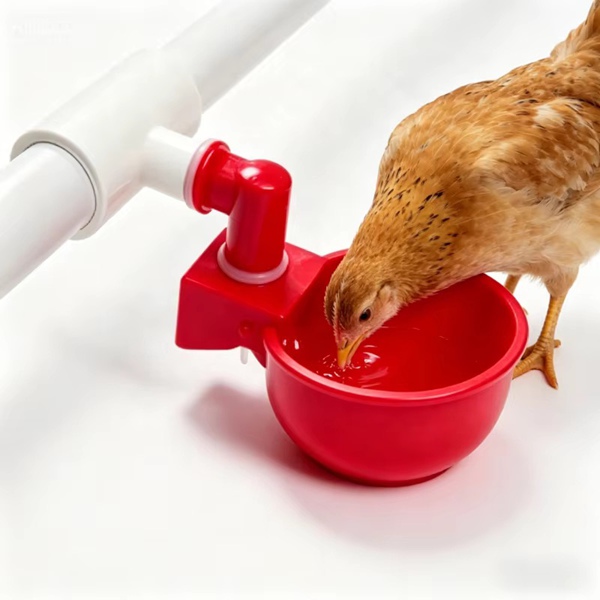 Poultry Drinking Bowl for Layer Hens Use