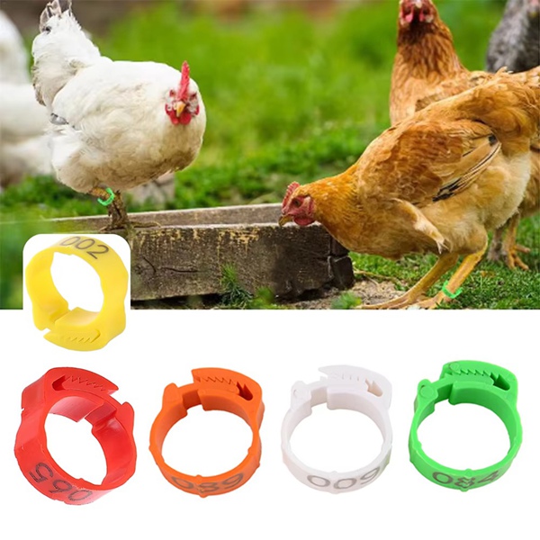 Poultry Leg Bands Green