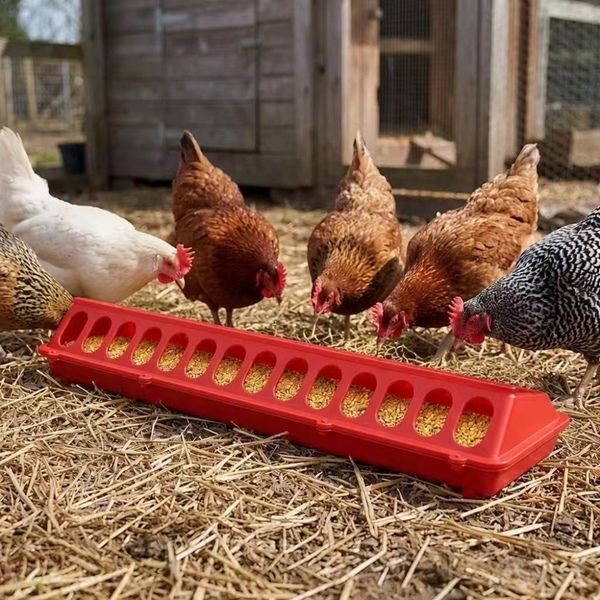 Poultry Feeder Trough for Farm Use