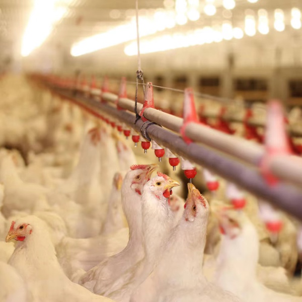 Automatic Drinking Water Line for Broiler Farms