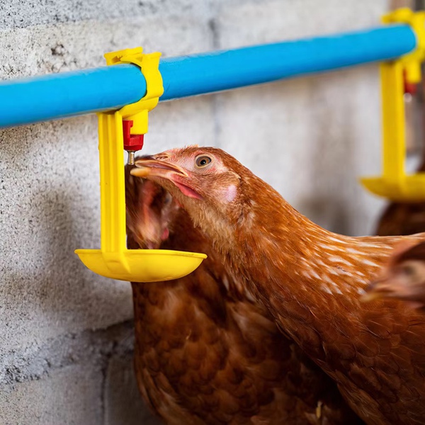 Farm Water Line Nipple Drinking System