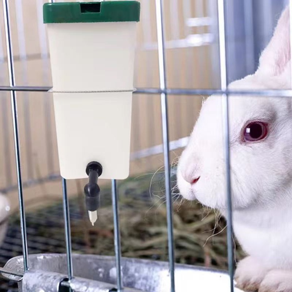 Rabbit Water Drinker for White Rabbits
